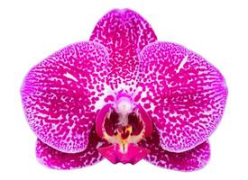 flor de orquídea phalaenopsis rosa isolada em branco com traçado de recorte foto