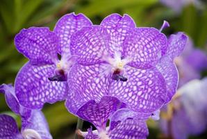 flor de orquídea vanda azul foto