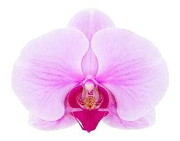 flor de orquídea phalaenopsis roxa isolada em branco com traçado de recorte foto