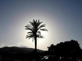 palmeiras tropicais retroiluminadas contra um fundo de céu foto