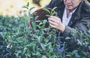 colheita de homem escolhe folhas de chá verde frescas no campo de chá de terra alta em chiang mai tailândia - pessoas locais com agricultura no conceito de natureza de terra alta foto