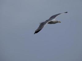 gaivota voando sobre o mar azul e sob o céu azul foto