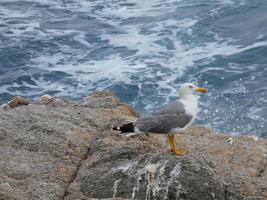 gaivotas de plumagem leve típicas da costa brava catalã, mediterrâneo, espanha. foto