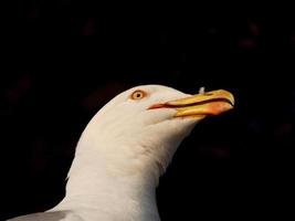 retrato de uma gaivota na costa brava catalã, espanha foto