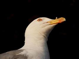 retrato de uma gaivota na costa brava catalã, espanha foto