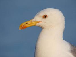 retrato de uma gaivota na costa brava catalã, espanha foto