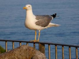 gaivotas de plumagem leve típicas da costa brava catalã, mediterrâneo, espanha. foto