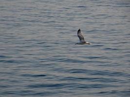 gaivotas de plumagem leve típicas da costa brava catalã, mediterrâneo, espanha. foto