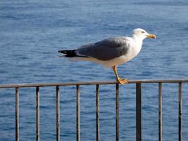 gaivotas sobre o azul do mar mediterrâneo na costa brava catalã foto