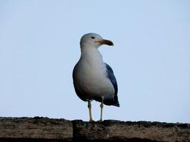 gaivotas sobre o azul do mar mediterrâneo na costa brava catalã foto