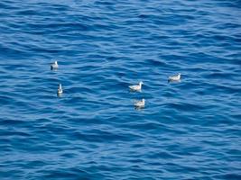 gaivotas sobre o azul do mar mediterrâneo na costa brava catalã foto