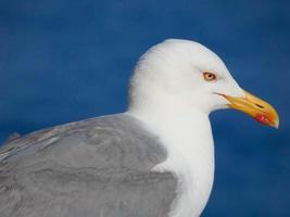 gaivotas sobre o azul do mar mediterrâneo na costa brava catalã foto