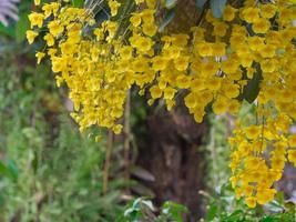 linda orquídea amarela no jardim foto