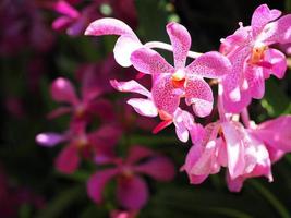 close-up de lindas orquídeas cor de rosa. foto