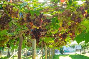 grandes cachos de uvas vermelhas pendem de uma videira foto