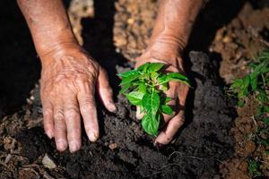 close-up de mãos homem sênior plantando broto no solo foto