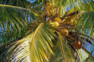 close-up de cocos frescos pendurados no coqueiro foto