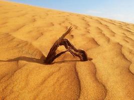 dunas de areia no deserto foto