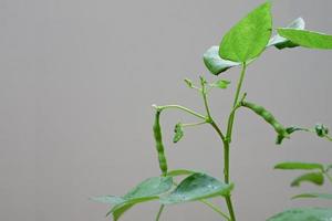 vagem de feijão mungo é uma planta da família das leguminosas. foto