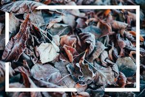 folhas secas de outono no chão e moldura branca foto