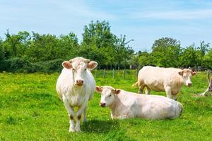rebanho de vacas brancas no prado verde foto