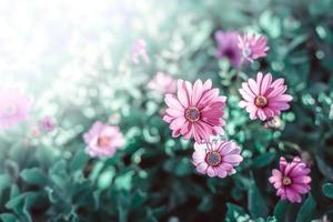 cenário floral com flores cor de rosa foto