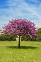 uma árvore de judas isolada em um parque da cidade foto