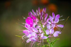 flor cleome hassleriana foto