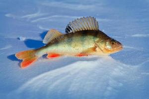 peixes grandes empoleiram-se no gelo azul. foto