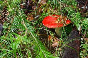 cogumelos selvagens bloqueados em um prado verde foto