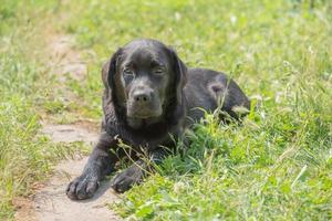 um jovem cão labrador retriever encontra-se na grama em um dia ensolarado. zona de foco estreita nos olhos. foto