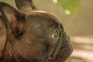o cão é um buldogue francês, a cor é preta e tigrado. lindo filhote de bulldog francês. foto