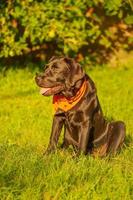 um jovem cão labrador retriever preto está sentado na grama verde. halloween, um cachorro em uma bandana. foto