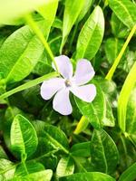 a foto mostra uma flor de pervinca com belas cores brilhantes. você pode usá-lo para cartões, 8 de março, dia dos namorados, roupas e impressão de calendário