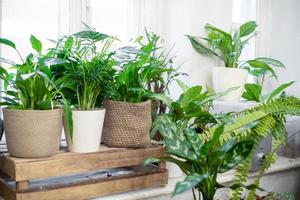 plantas da casa em um interior elegante de um quarto em casa em vasos. o conceito de jardinagem em casa. decoração aconchegante para uma casa com uma selva em casa. Jardim Verde. foto