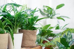 plantas da casa em um interior elegante de um quarto em casa em vasos. o conceito de jardinagem em casa. decoração aconchegante para uma casa com uma selva em casa. Jardim Verde. foto