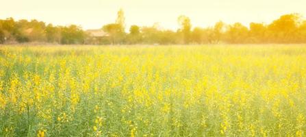 desfocar o campo de flores amarelas na zona rural foto