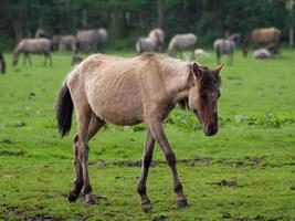 cavalos selvagens na Vestfália foto