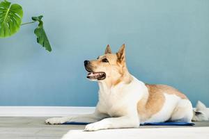 lindo cão de raça misturada deitado no tapete legal olhando para cima no fundo da parede azul foto