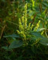 espinafre espinhos plantas selvagens crescem à beira do rio foto