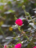 rosas cor de rosa no jardim foto