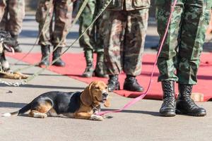 treinando cães de guerra foto