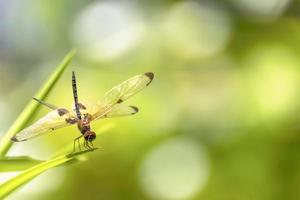libélula sentada na grama verde foto