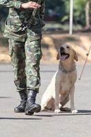 treinando cães de guerra foto