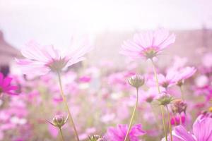 flor rosa cosmos florescendo no campo, tom vintage, foco suave foto