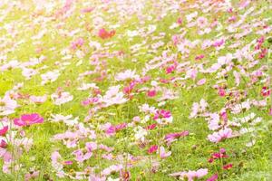 jardim de flores cosmos foto