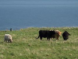 ilha de helgoland no mar do norte foto