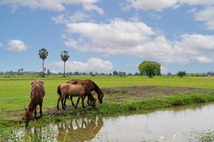 paisagem de terras agrícolas com cavalo no verão foto