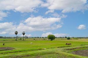paisagem de terras agrícolas com cavalo no verão foto