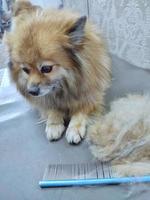 um cachorro spitz na mesa de um cabeleireiro depois de um corte de cabelo. lindo cachorrinho foto